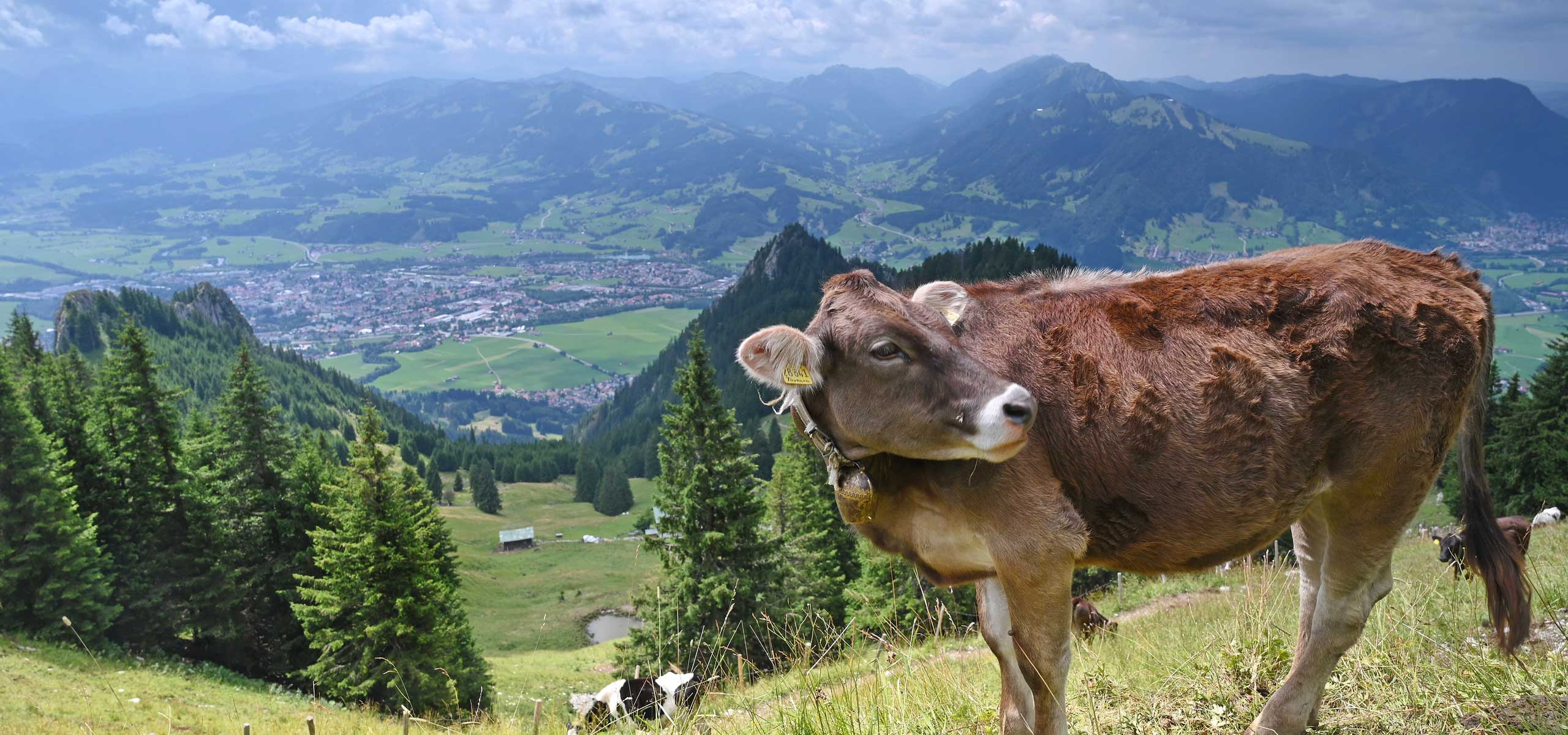 kuehe-weiden-einer-alm-bei-schoenem-wetter | Gästehaus Stangl