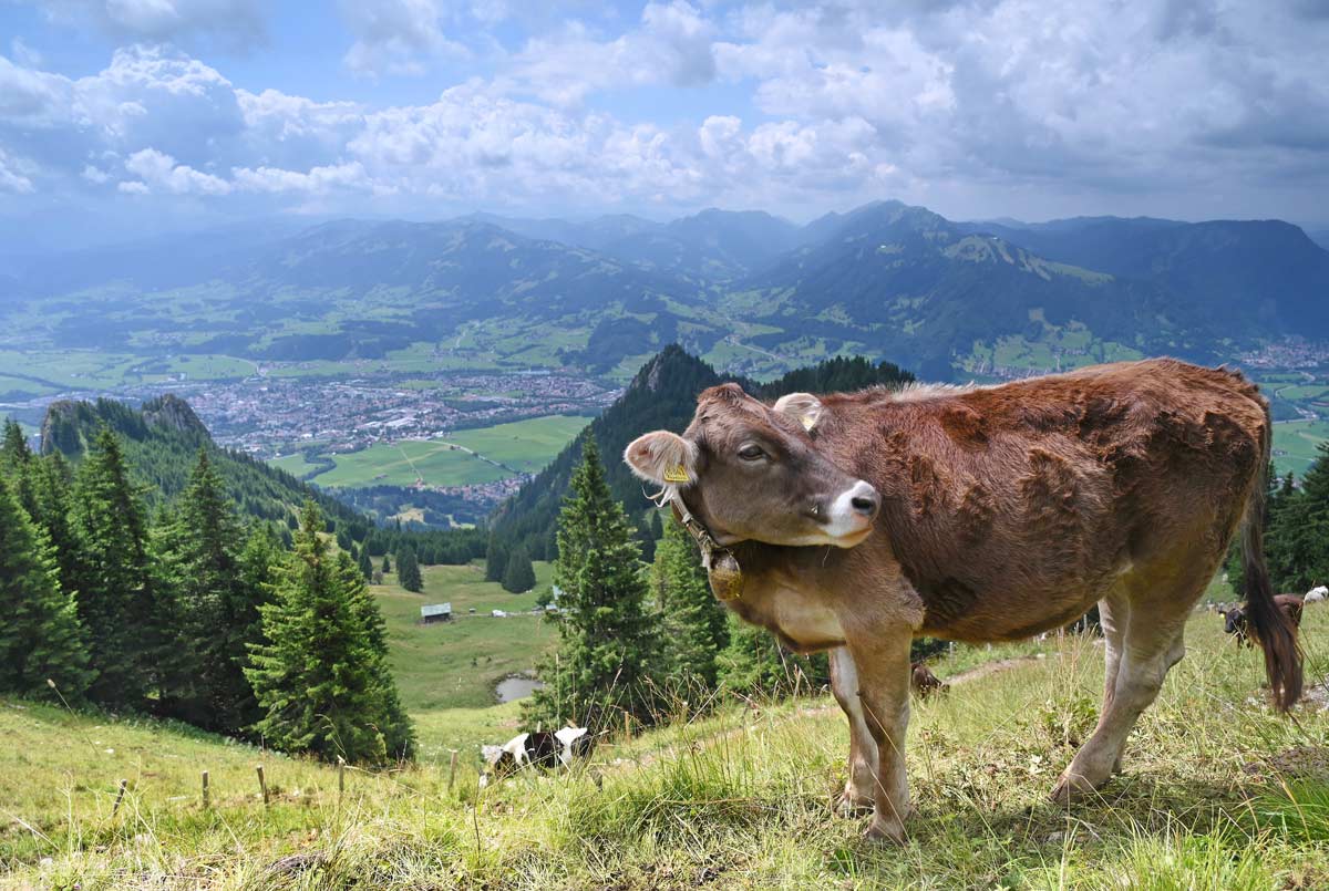kuehe-weiden-einer-alm-bei-schoenem-wetter | Gästehaus Stangl