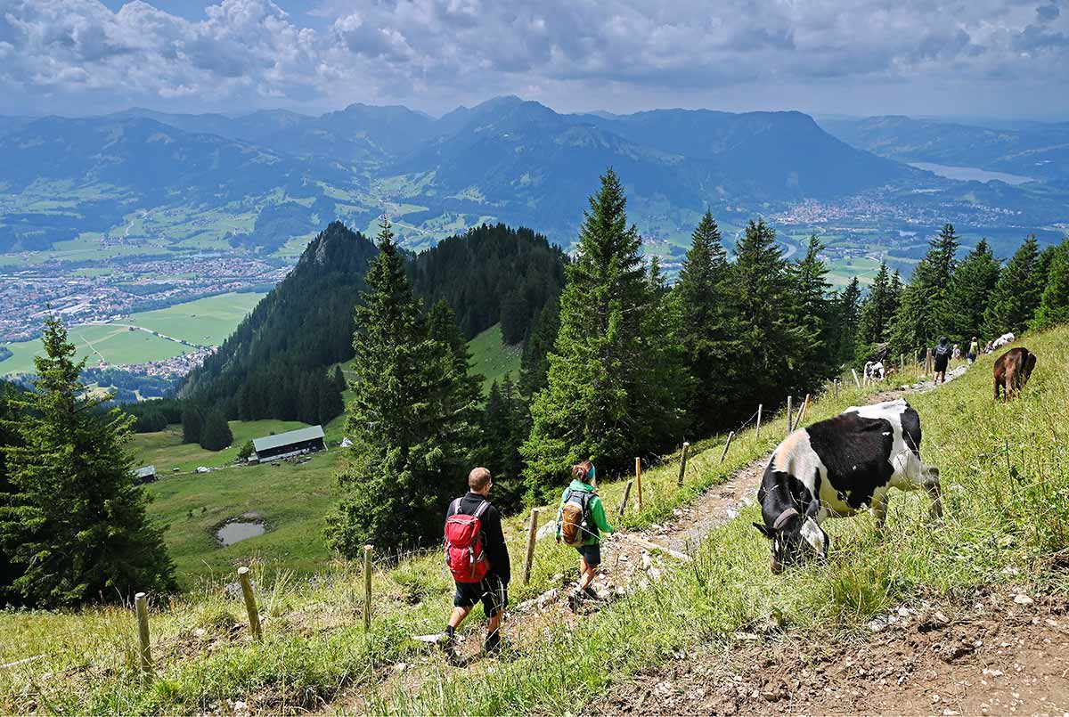 Wandern im Allgäu, Traumhaftes Bergpanorama mit Kühen