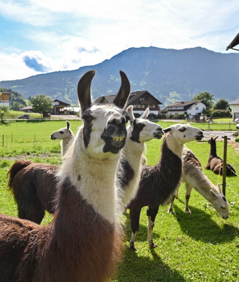 Lama und Alpakawanderung in Fischen