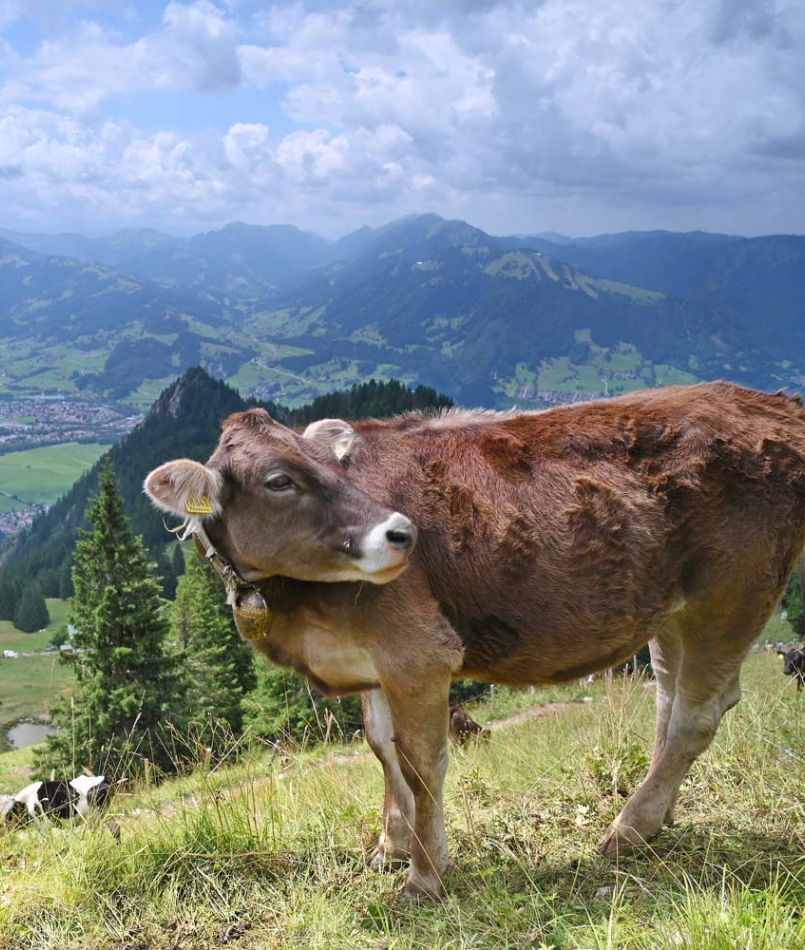 Kühe auf der Wiese in Blaichach im Allgäu